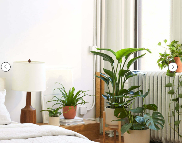 [uutno] Комнатные растения в интерьере (2023)_0.png